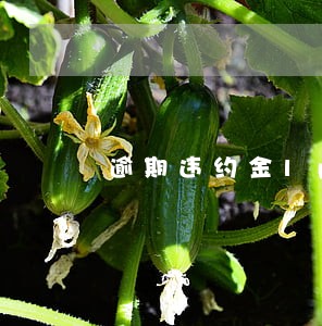 逾期违约金lpr 逾期违约金lpr