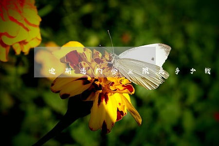 逾期违约金上限是多少钱