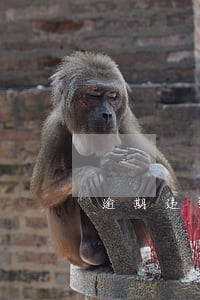 逾期违约金与逾期付款损失 逾期违约金与逾期付款损失