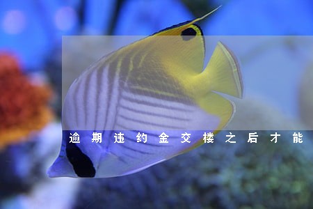 逾期违约金交楼之后才能给吗