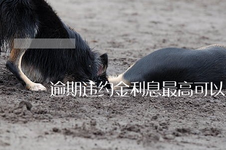 逾期违约金利息最高可以多少钱 逾期违约金利息最高可以多少钱