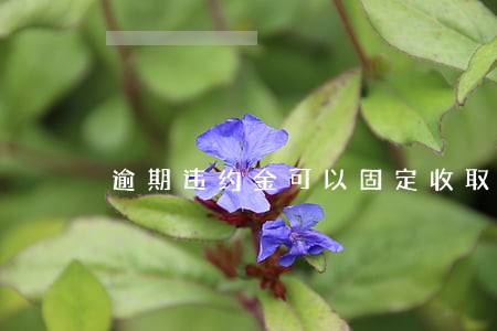逾期违约金可以固定收取吗 逾期违约金可以固定收取吗