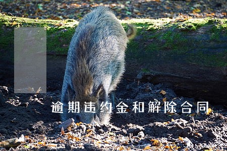 逾期违约金和解除合同 逾期违约金和解除合同
