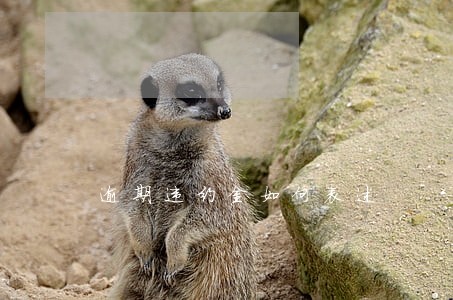 逾期违约金如何表述 逾期违约金如何表述