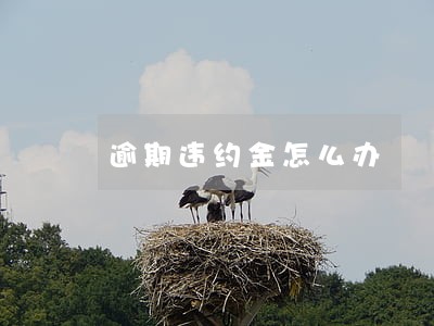 逾期违约金怎么办 逾期违约金怎么办