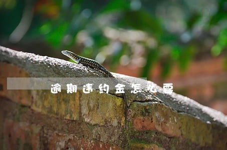 逾期违约金怎么要 逾期违约金怎么要