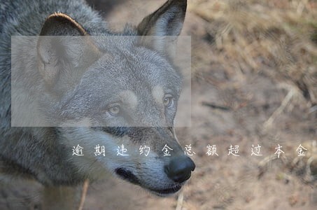 逾期违约金总额超过本金怎么办 逾期违约金总额超过本金怎么办