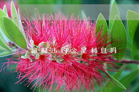 逾期违约金是利息吗 逾期违约金是利息吗