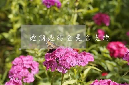 逾期违约金是否支持