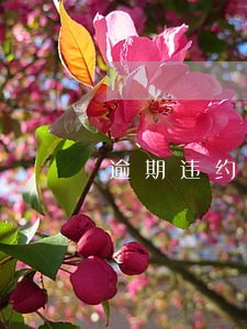 逾期违约金最新约定 逾期违约金最新约定