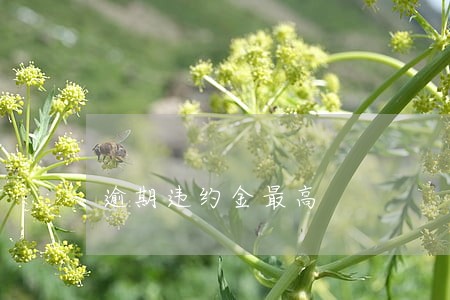 逾期违约金最高