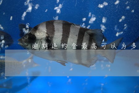 逾期违约金最高可以为多少