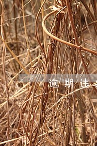 逾期违约金最高每天