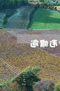 逾期违约金案例分析 逾期违约金案例分析