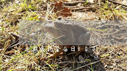 逾期违约金每日300 逾期违约金每日300