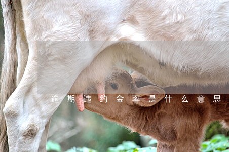 逾期违约金率是什么意思