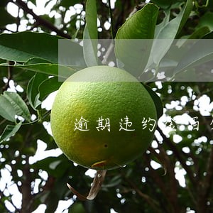 逾期违约金百分之多少合适