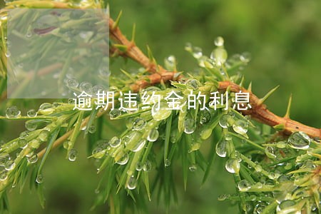逾期违约金的利息 逾期违约金的利息