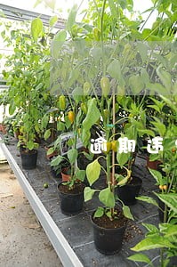 逾期违约金的最高赔偿限额 逾期违约金的最高赔偿限额
