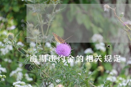 逾期违约金的相关规定 逾期违约金的相关规定