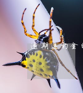 逾期违约金的解释