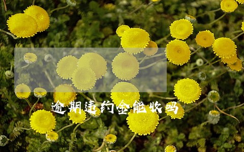 逾期违约金能收吗 逾期违约金能收吗