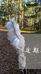 逾期违约金诈骗