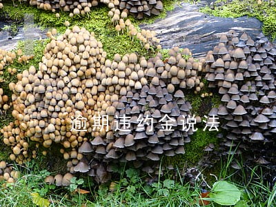 逾期违约金说法 逾期违约金说法