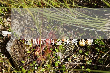 逾期违约金账务处理 逾期违约金账务处理