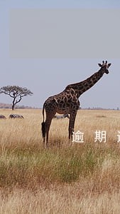 逾期违约金赔付 逾期违约金赔付