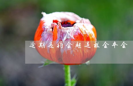 逾期违约金超过租金本金 逾期违约金超过租金本金