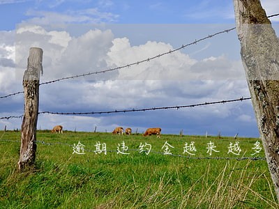 逾期违约金越来越多 逾期违约金越来越多