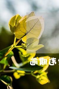 逾期违约金过高怎么办 逾期违约金过高怎么办