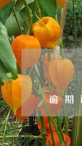 逾期违约金返还 逾期违约金返还