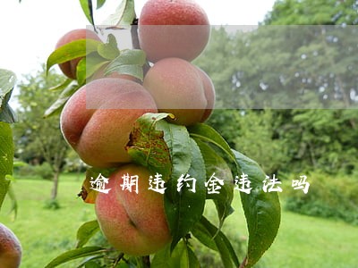 逾期违约金违法吗 逾期违约金违法吗
