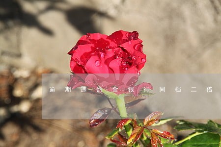 逾期违约金银行同档二倍怎么算 逾期违约金银行同档二倍怎么算