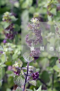 逾期违约金额 逾期违约金额