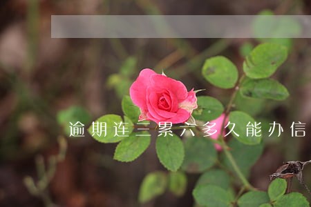 逾期连三累六多久能办信用卡