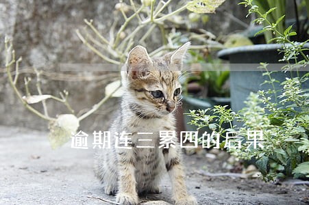 逾期连三累四的后果 逾期连三累四的后果