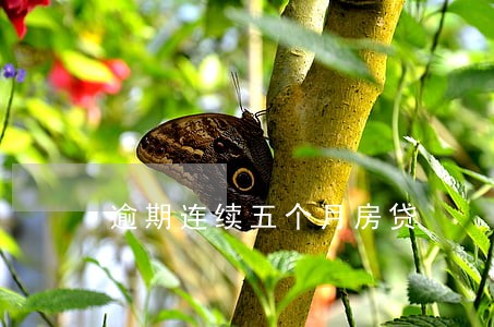 逾期连续五个月房贷