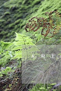 逾期连续半年