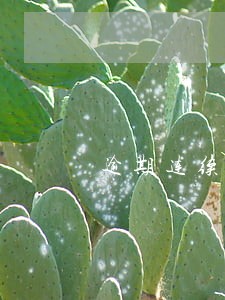 逾期连续四次已还清 逾期连续四次已还清