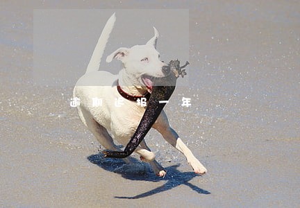 逾期迟报一年