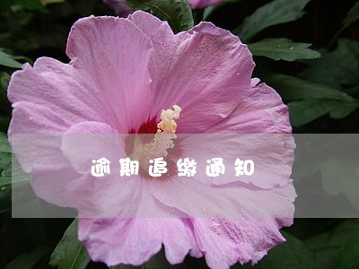 逾期追缴通知 逾期追缴通知