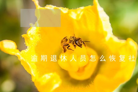 逾期退休人员怎么恢复社保 逾期退休人员怎么恢复社保