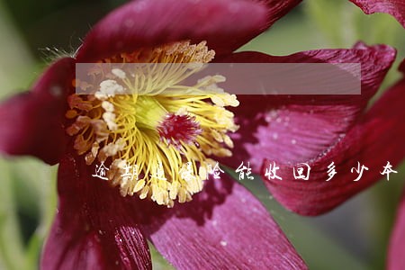 逾期退保险能收回多少本金 逾期退保险能收回多少本金