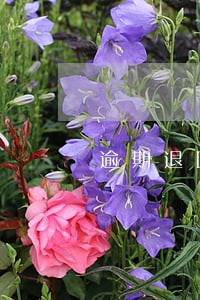 逾期退回后还退款吗