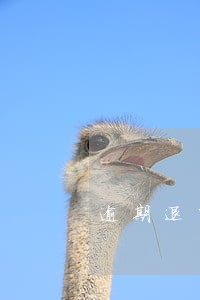 逾期退回汇款通知单 逾期退回汇款通知单