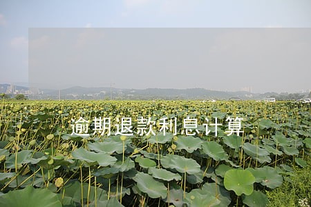 逾期退款利息计算