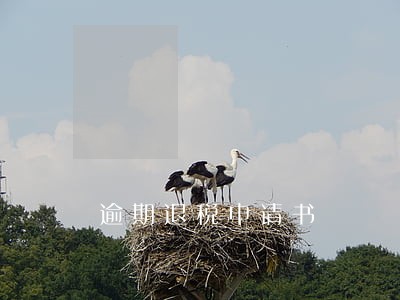 逾期退税申请书 逾期退税申请书
